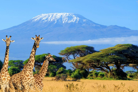 From Nairobi to Amboseli: 2 days 1 night private Safari From Nairobi to Amboseli: 2 days 1 night Safari