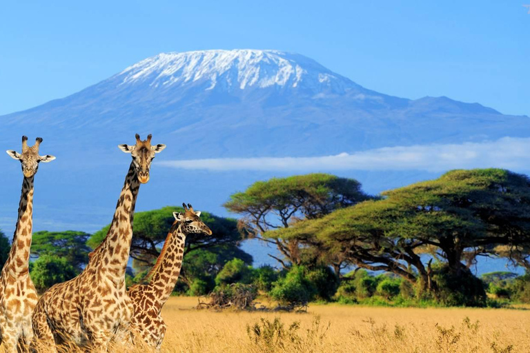 From Nairobi to Amboseli: 2 days 1 night private Safari From Nairobi to Amboseli: 2 days 1 night Safari