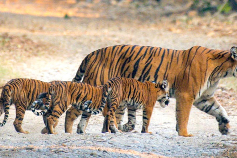 From Delhi: Same-Day Wildlife Safari at Sriska and Jhalna Tour with Transportation and Guide only