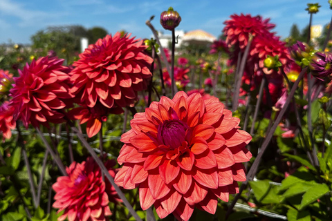 Région des bulbes : Tour cycliste des dahlias