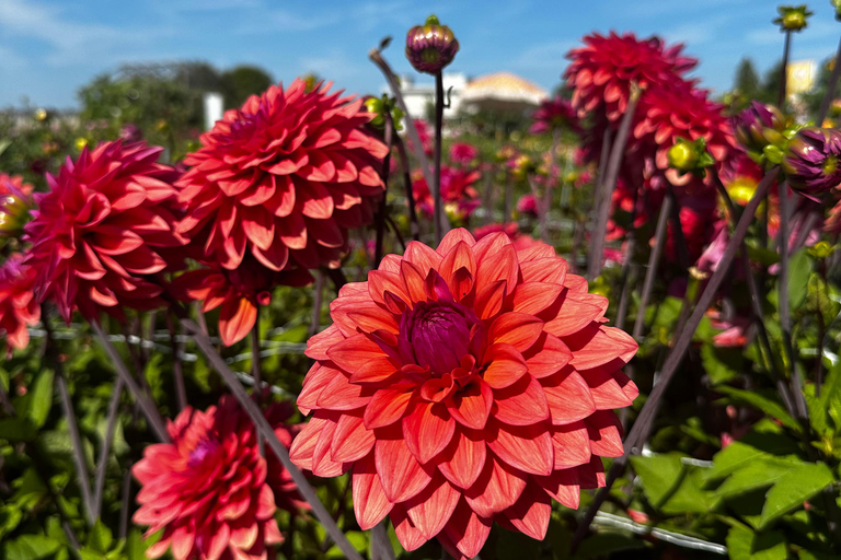 Bollenstreek: Dahlia&#039;s Fietstocht