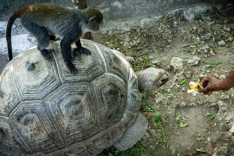 Sansibar: Tierschutz im Kilosa Zoo &amp; Dau-Fahrt bei Sonnenuntergang
