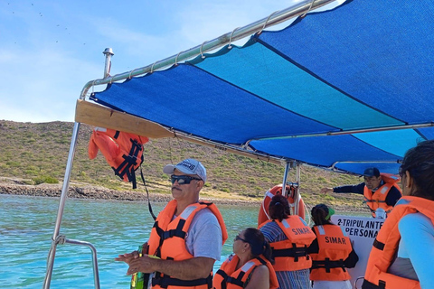 Whale Shark Swim, La Paz, and Todos Santos Day Trip