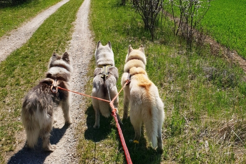 Unterallgäu: Wiedergeltingen Geführte Wanderung mit Huskies