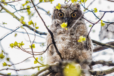 Denver: Birding Basics and Beyond