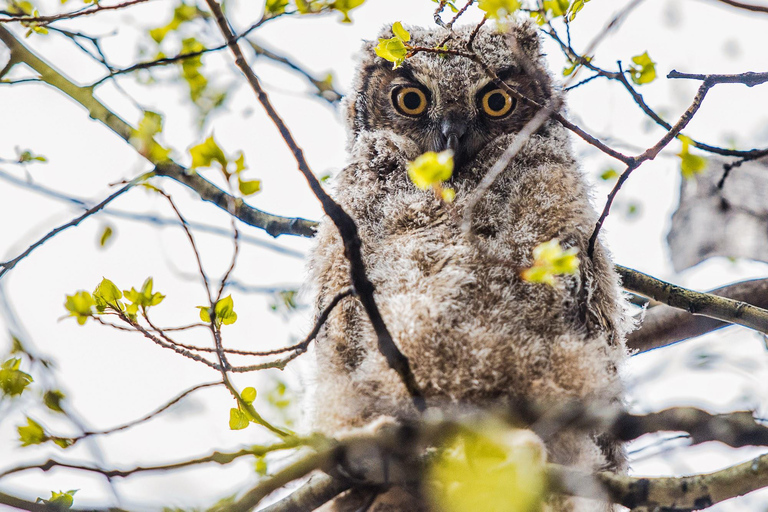 Denver: Birding Basics and Beyond