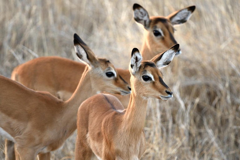 Day trip from Zanzibar to Mikumi National Park by flight