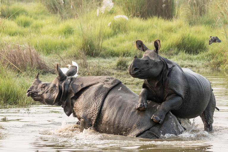 3 Nights 4 Days Chitwan National Park Tours