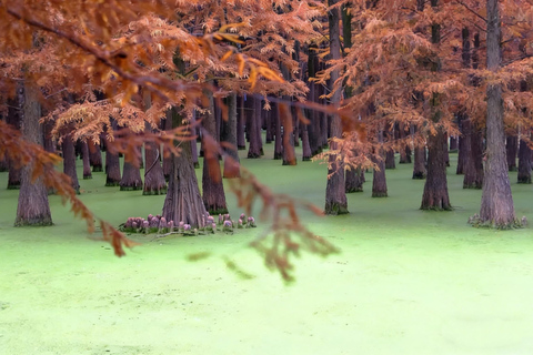 Shanghai: Matcha Lake & West Lake Day Trip by Train