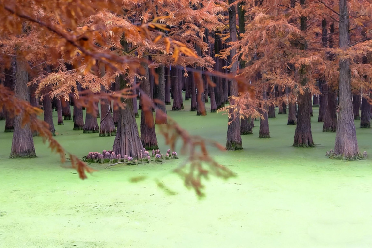 Shanghai: Matcha Lake & West Lake Day Trip by Train