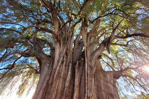 أواكساكا: جولة بالدراجة إلى شجرة التول