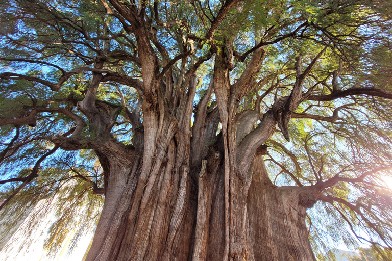 أواكساكا: جولة بالدراجة إلى شجرة التول