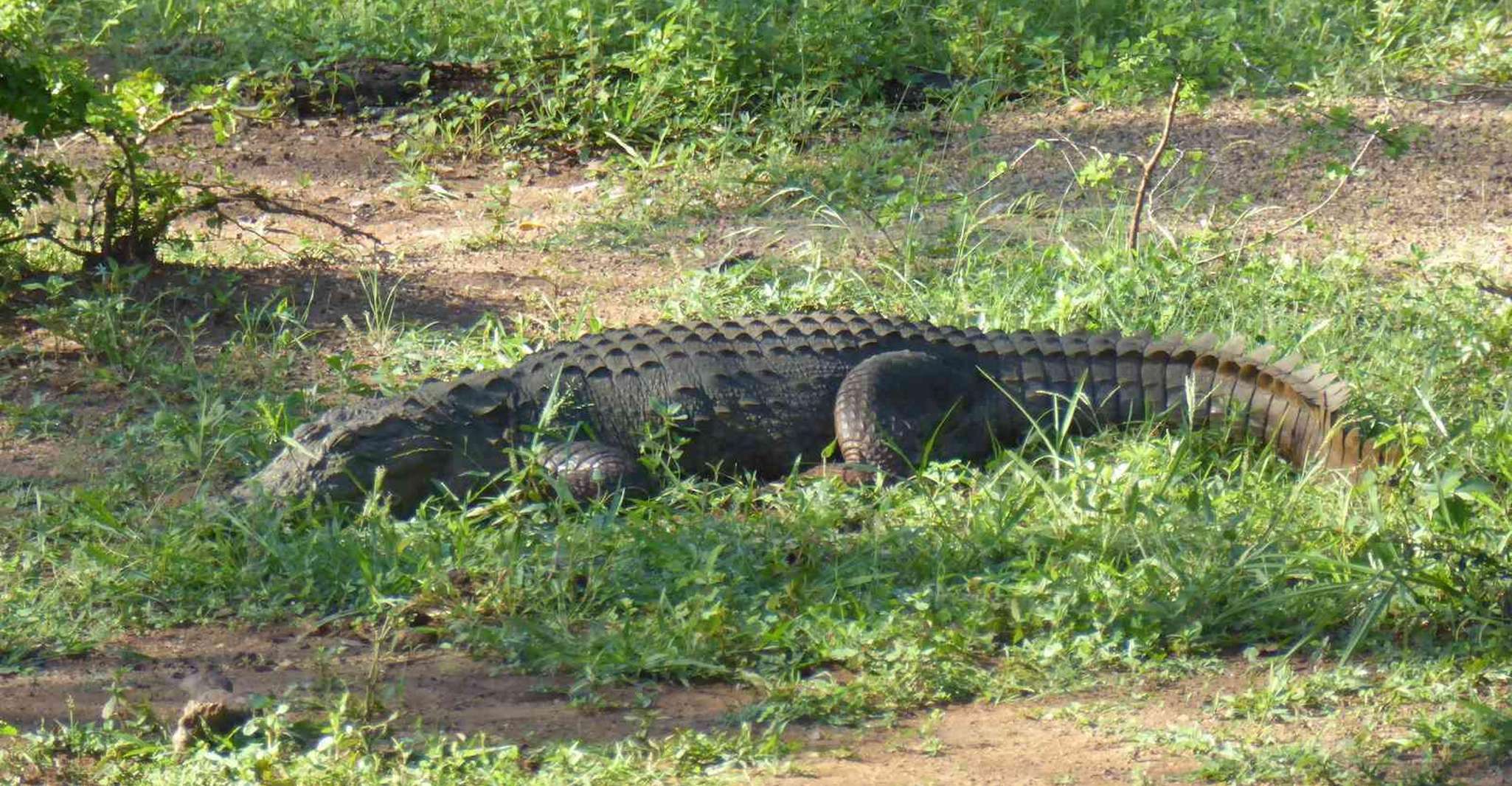 Halbtägige Wildtiersafari im Udawalawe-Nationalpark - Housity