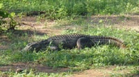Half-Day wild safari in Udawalawa National Park - Housity