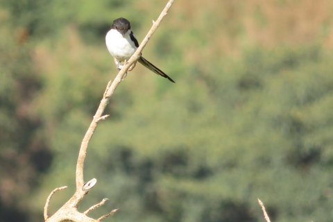 Addis Ababa: 8-Day Bale Mountains Birdwatching Tour