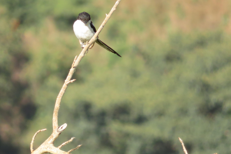 Addis Ababa: 8-Day Bale Mountains Birdwatching Tour