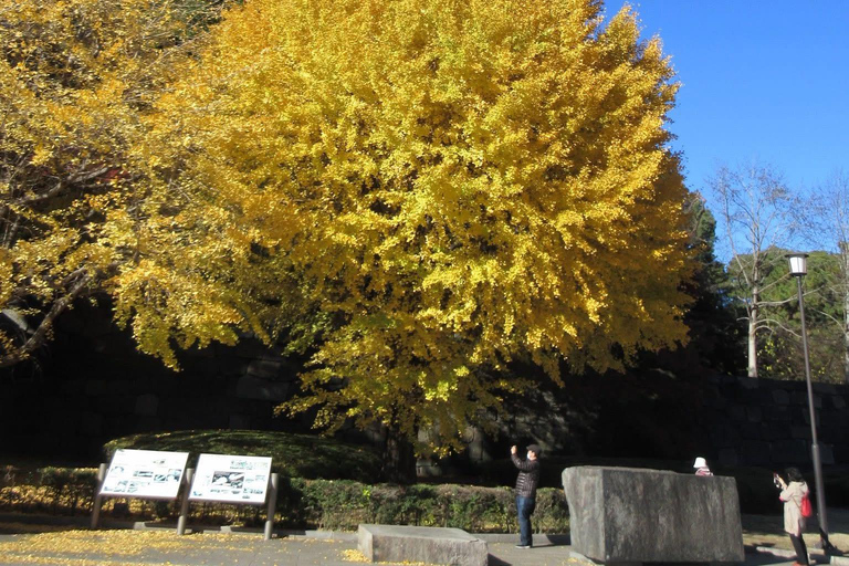 Tokyo Private Luxury City Tour with Professional Guide