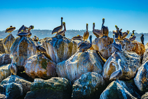 Los Angeles: Redondo Beach Glazen Bodem Boot Cruise