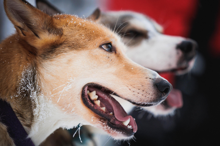 Husky- och renfarmstur i Levi