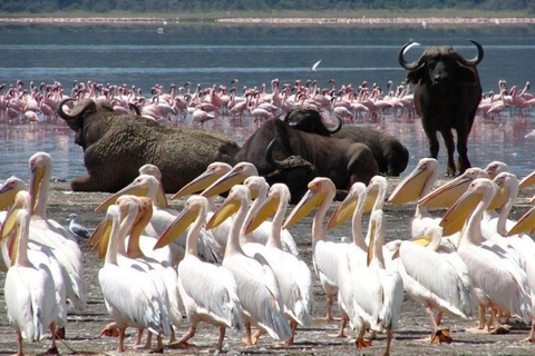 Lake Nakuru & Naivasha National Park Wildlife Highlights