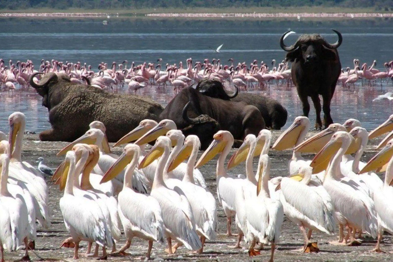 Lake Nakuru & Naivasha National Park Wildlife Highlights