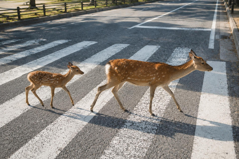 Osaka/Kyoto: Fushimi Inari, Uji & Nara Private Day Tour No Guide – Osaka/Kyoto Pickup & Drop-off