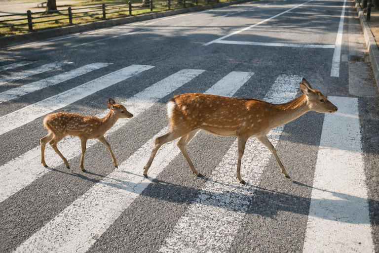Osaka/Kyoto: Fushimi Inari, Uji & Nara Private Day Tour No Guide – Osaka/Kyoto Pickup & Drop-off