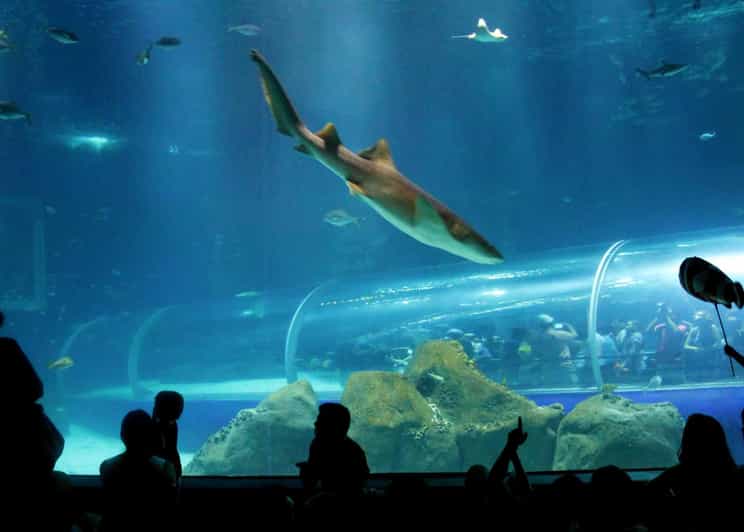 探索 AquaRio 和奥林匹克大道：海洋生物和艺术
