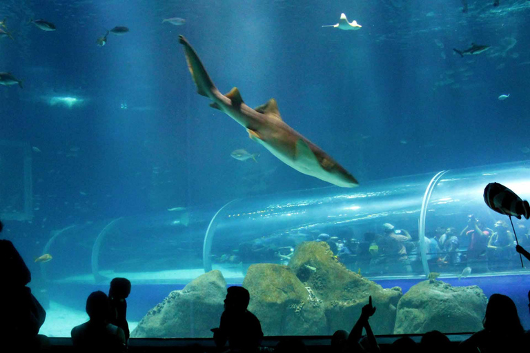 Descubra o AquaRio e o Boulevard Olímpico: Vida marinha e arte