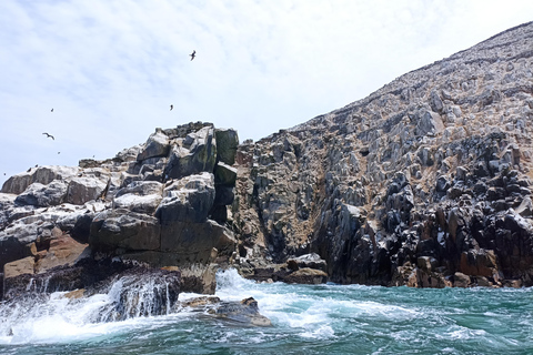 Excursión a las Islas PalominoTour Islas Palomino