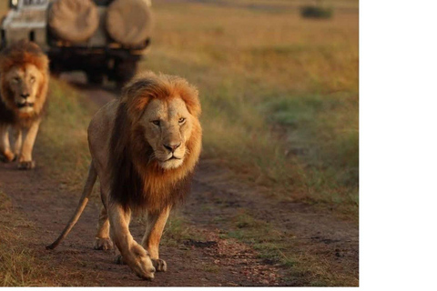 2-Days 1 Night Samburu National Reserve Safari Tour