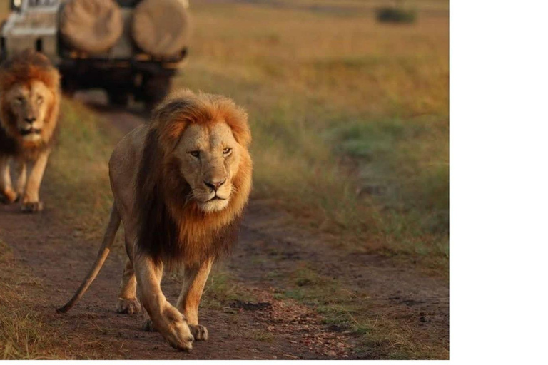 2-Days 1 Night Samburu National Reserve Safari Tour