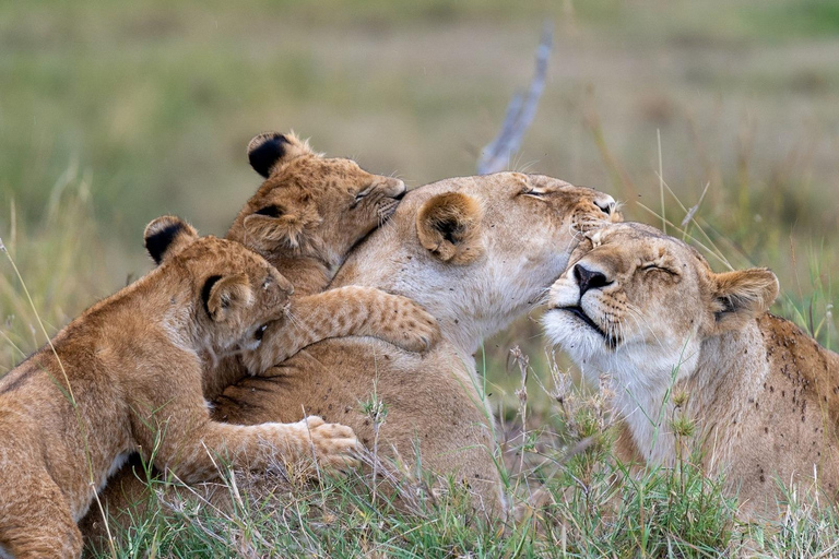 7 Days Amboseli-Bogoria/Baringo-Nakuru & Masai Mara Safari.