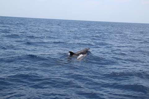 Cala d'Or: Dolphin sightseeing tour with dolphin watching Cala d'Or: Sightseeing tour with dolphin watching