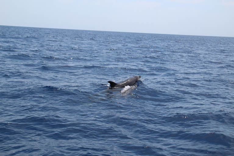 Cala d'Or: Dolphin sightseeing tour with dolphin watching Cala d'Or: Sightseeing tour with dolphin watching