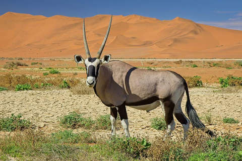 Namibia: 6-Day Namibia Safari & Desert Adventure Tour