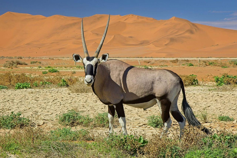Namibia: 6-Day Namibia Safari & Desert Adventure Tour