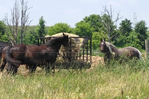 Excursión en autocaravana por el Parque Bronte Creek y a caballo