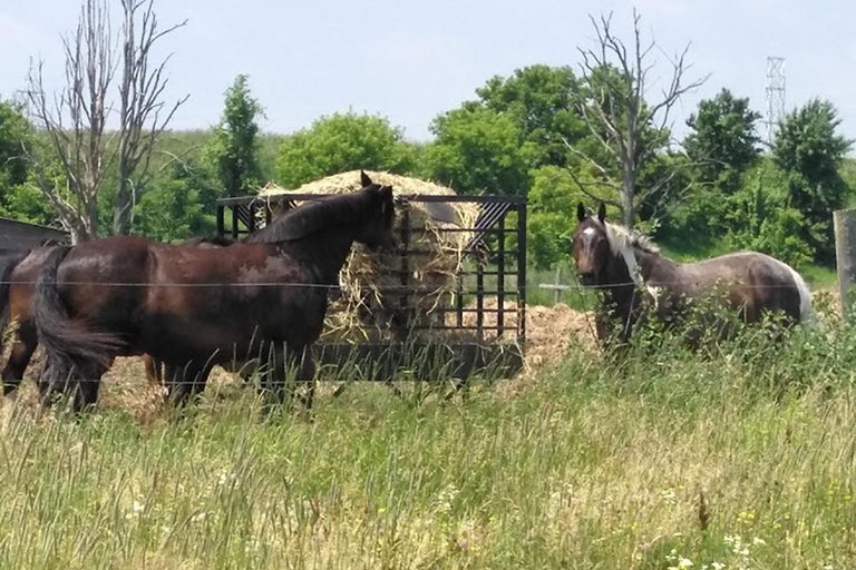 Excursión en autocaravana por el Parque Bronte Creek y a caballo