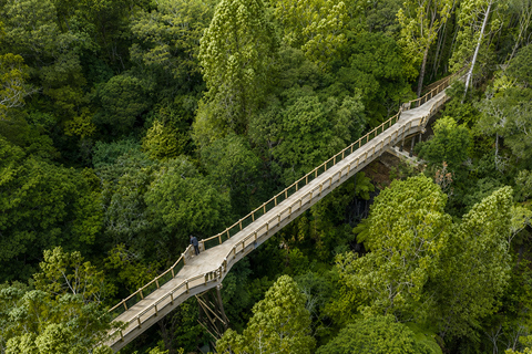 Auckland: Urban Rainforest Half-Day Small Group Walking Tour