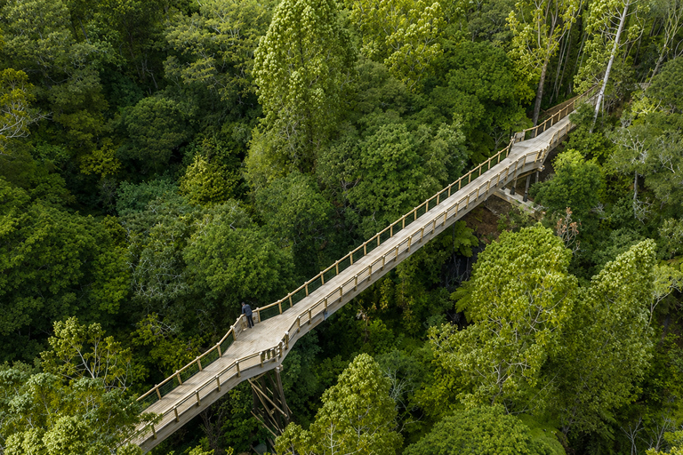 Auckland: Urban Rainforest Half-Day Small Group Walking Tour