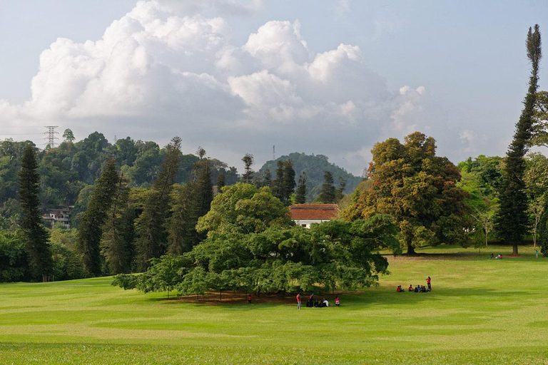 Au départ de Colombo - Excursion à Kandy/ Pinnwala/ Royal Gardens