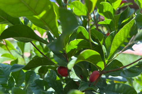 Medellin: Fruit Tour with tastings, nature and animals From Medellín: Fruit tour + Swimming Pools + 1 Bed