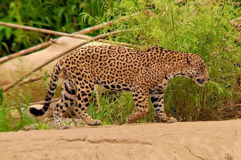 Excursión de 3, 4 ó 5 días al Parque Nacional del Manu