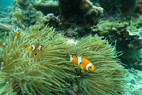 Phuket: Phi Phi, Maya, Khai ou Maiton ou Bamboo Island TourPasseio pelas ilhas Phi Phi, Maya e Khai em lancha rápida