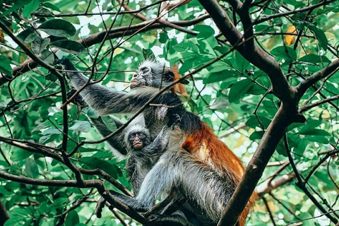 Zanzibar: Jozani Forest & Salaam Cave Sea Turtles Swim Tour Option Without Hotel Transfers