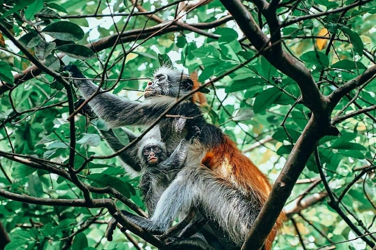 Zanzibar: Jozani Forest & Salaam Cave Sea Turtles Swim Tour Option Without Hotel Transfers