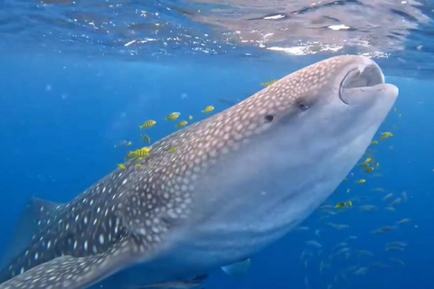 Puerto Princesa: WhaleShark Watching Yacht Tour with Lunch