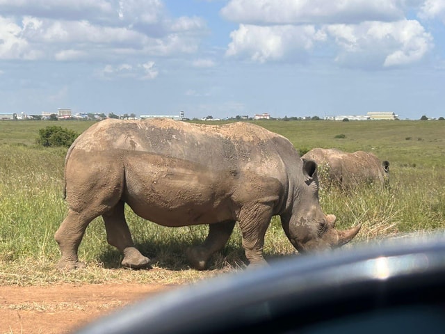 Full Day Tour: Olpejeta Conservancy and Chimpanzee Sanctuar