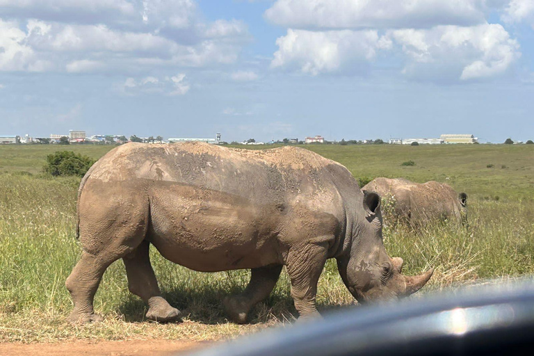 Dagsutflykt: Olpejeta Conservancy och Schimpans SanctuarGemensam dagsutflykt